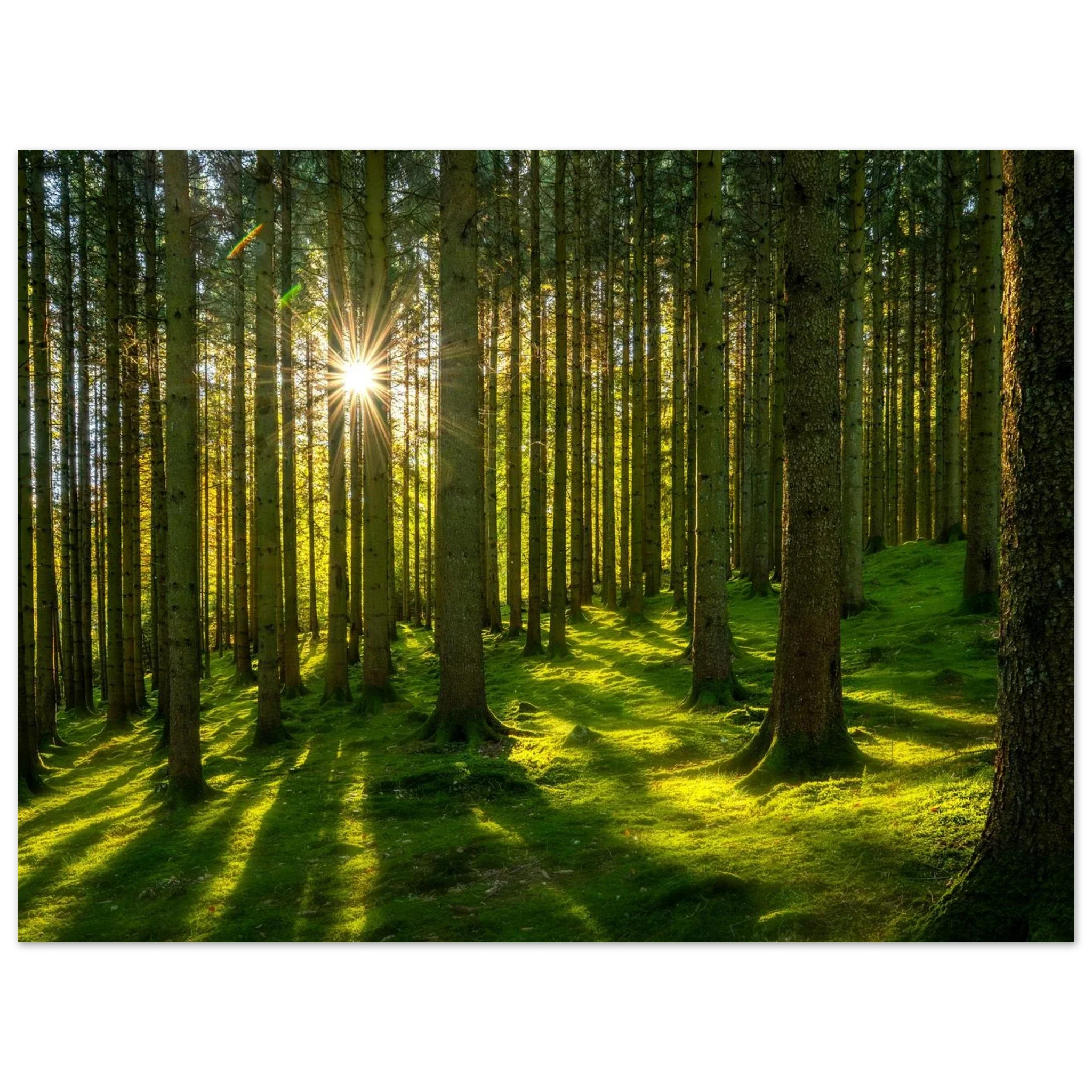 Art Prints & Photography